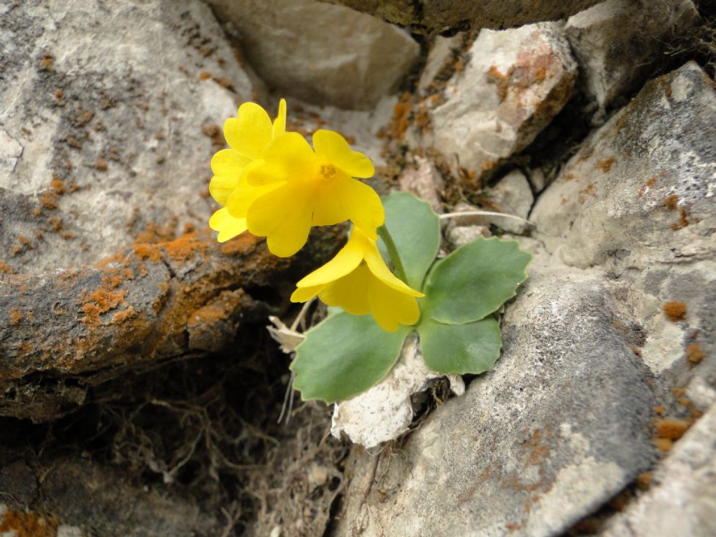 Primula recubariensis / Primula di Recoaro